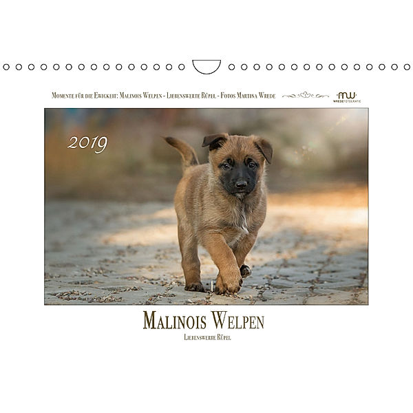 Malinois Welpen - Liebenswerte Rüpel (Wandkalender 2019 DIN A4 quer), Martina Wrede