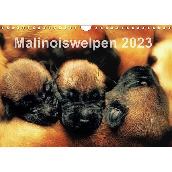 Malinoiswelpen 2023 (Wandkalender 2023 DIN A4 quer), Susanne Schwarzer