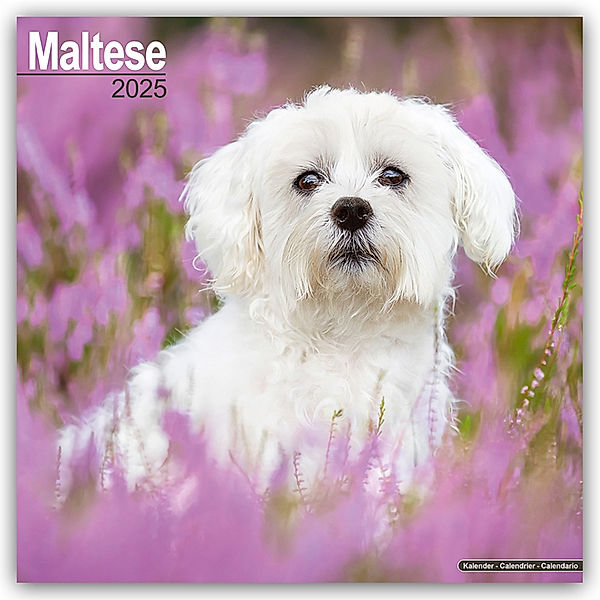 Maltese - Malteser 2025 - 16-Monatskalender, Avonside Publishing Ltd