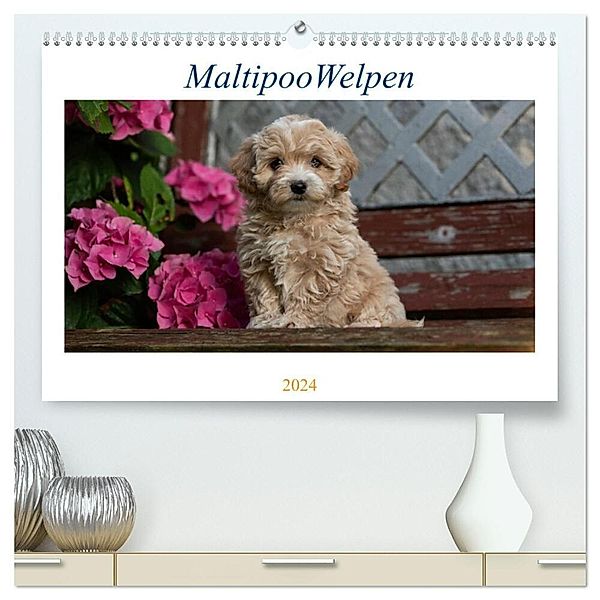 Maltipoo Welpen (hochwertiger Premium Wandkalender 2024 DIN A2 quer), Kunstdruck in Hochglanz, Tanja Schultz