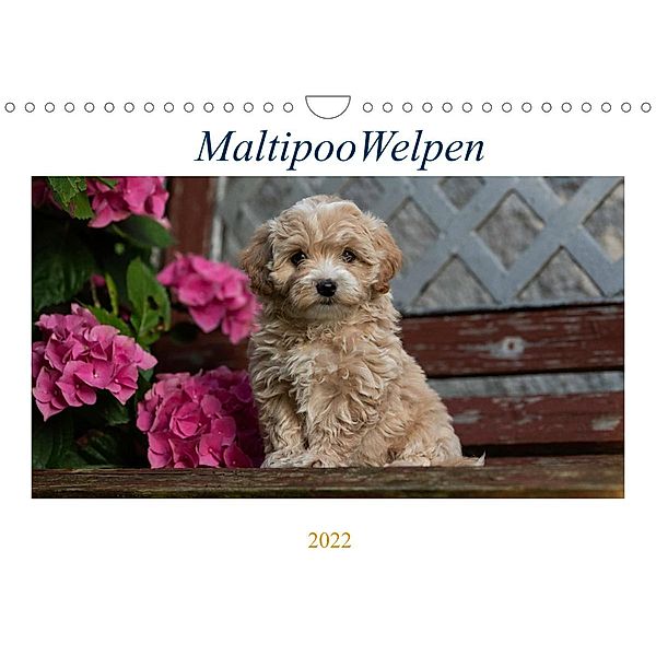 Maltipoo Welpen (Wandkalender 2022 DIN A4 quer), Tanja Schultz