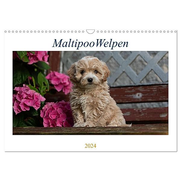 Maltipoo Welpen (Wandkalender 2024 DIN A3 quer), CALVENDO Monatskalender, Tanja Schultz