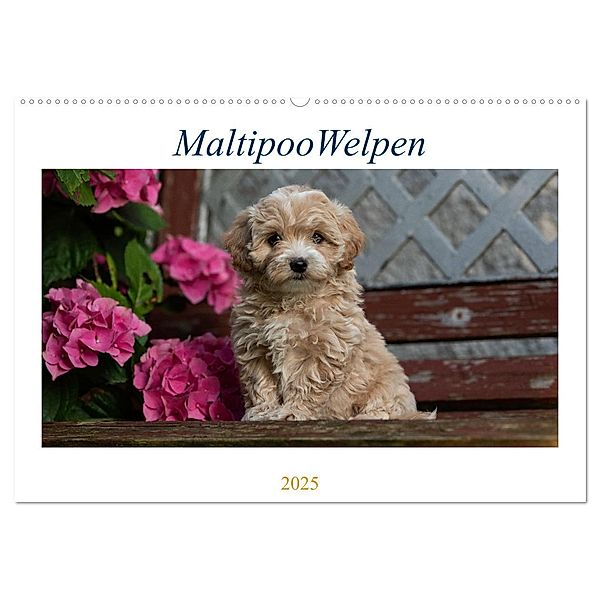 Maltipoo Welpen (Wandkalender 2025 DIN A2 quer), CALVENDO Monatskalender, Calvendo, Tanja Schultz