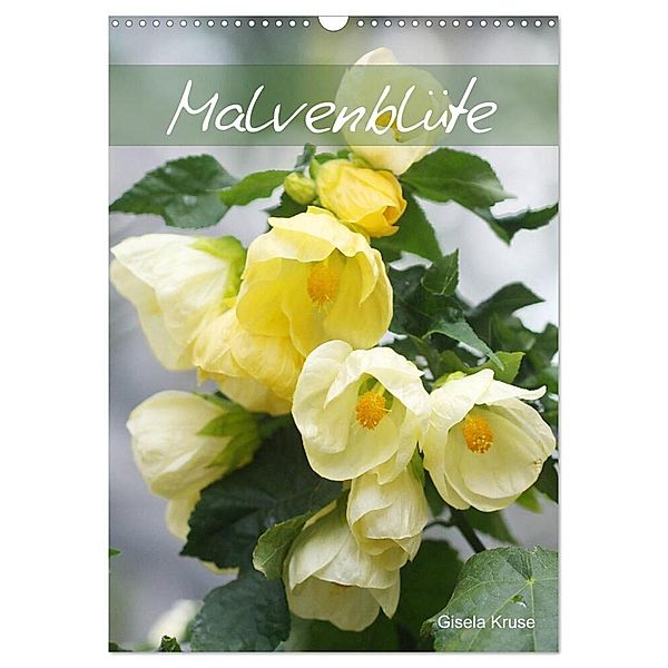 Malvenblüte (Wandkalender 2024 DIN A3 hoch), CALVENDO Monatskalender, Gisela Kruse