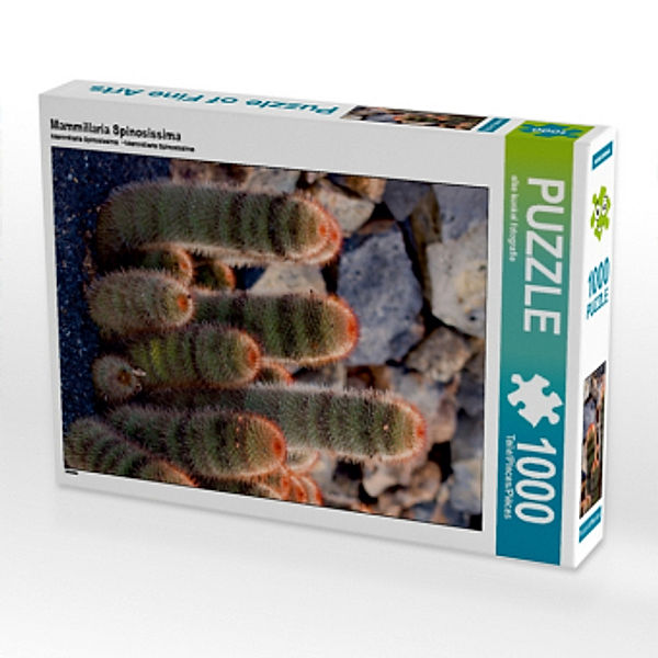 Mammillaria Spinosissima (Puzzle), Elke Kunkel
