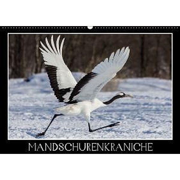 Mandschurenkraniche (Wandkalender 2016 DIN A2 quer), Thomas                        10000219418 Schwarz