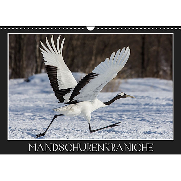 Mandschurenkraniche (Wandkalender 2019 DIN A3 quer), Thomas                        10000219418 Schwarz