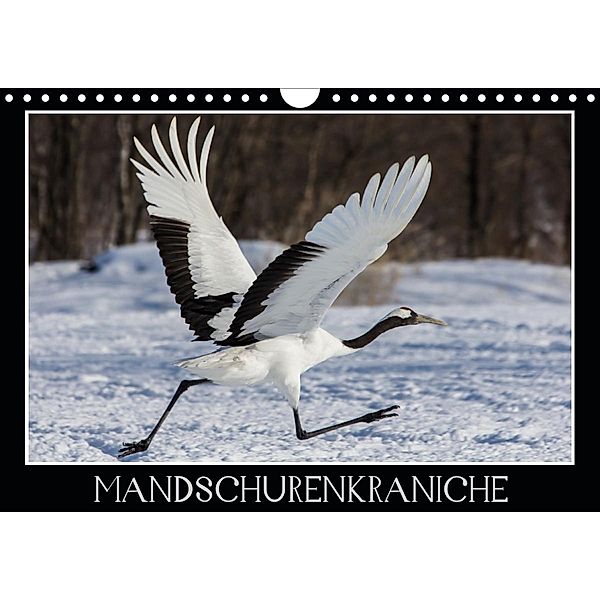 Mandschurenkraniche (Wandkalender 2021 DIN A4 quer), Thomas Schwarz Fotografie