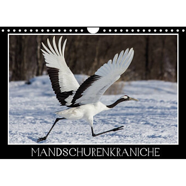 Mandschurenkraniche (Wandkalender 2022 DIN A4 quer), Thomas Schwarz Fotografie