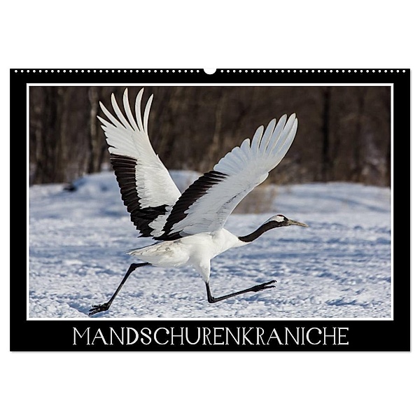 Mandschurenkraniche (Wandkalender 2024 DIN A2 quer), CALVENDO Monatskalender, Thomas Schwarz Fotografie