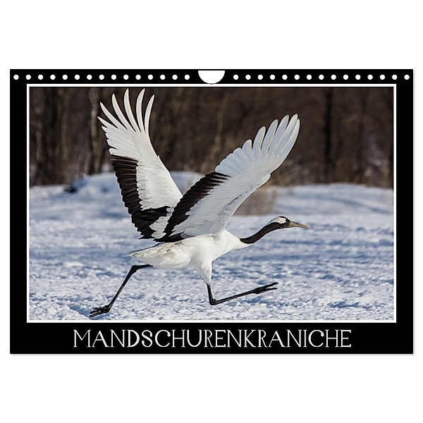 Mandschurenkraniche (Wandkalender 2024 DIN A4 quer), CALVENDO Monatskalender, Thomas Schwarz Fotografie