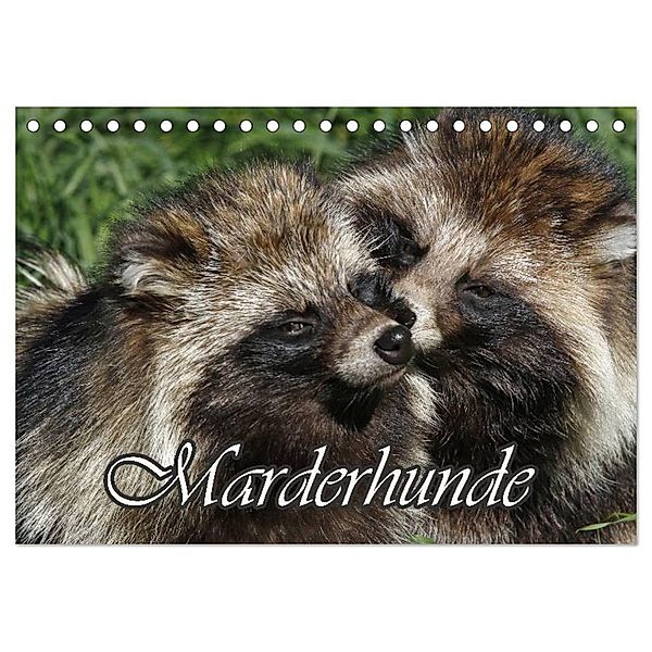 Marderhunde (Tischkalender 2024 DIN A5 quer), CALVENDO Monatskalender, Antje Lindert-Rottke
