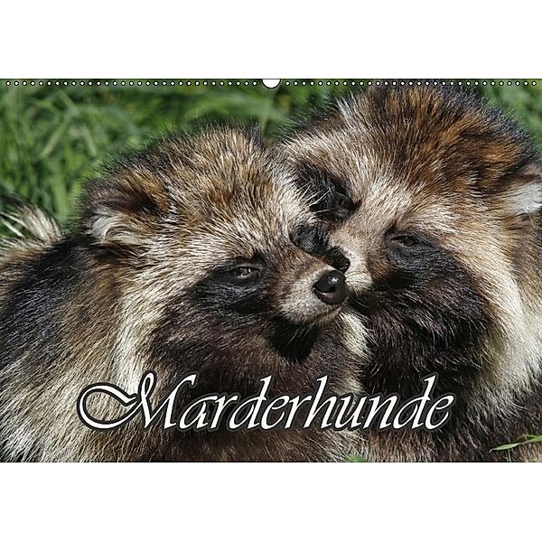 Marderhunde (Wandkalender 2017 DIN A2 quer), Antje Lindert-Rottke