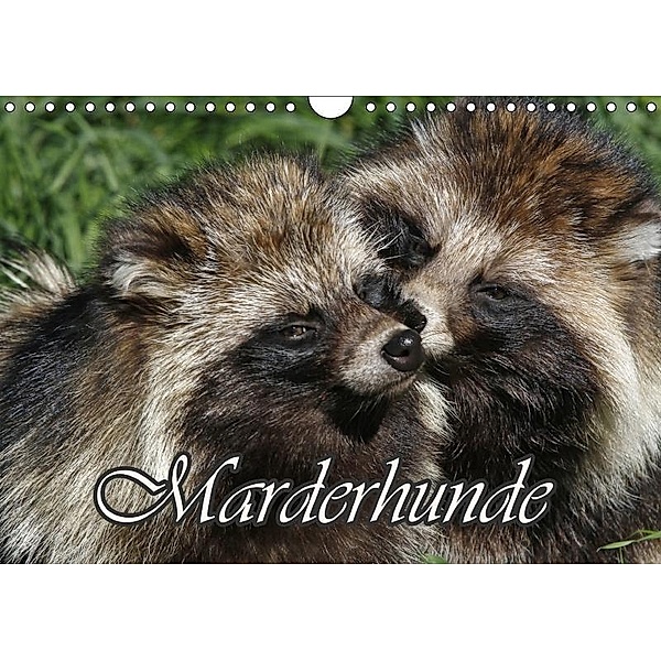 Marderhunde (Wandkalender 2017 DIN A4 quer), Antje Lindert-Rottke