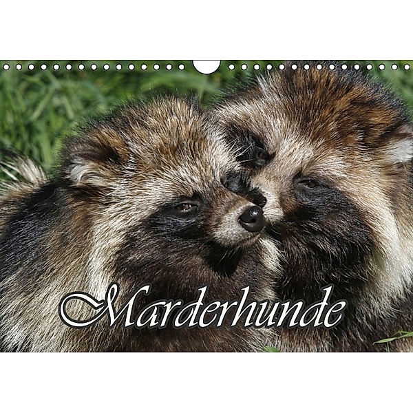 Marderhunde (Wandkalender 2018 DIN A4 quer), Antje Lindert-Rottke