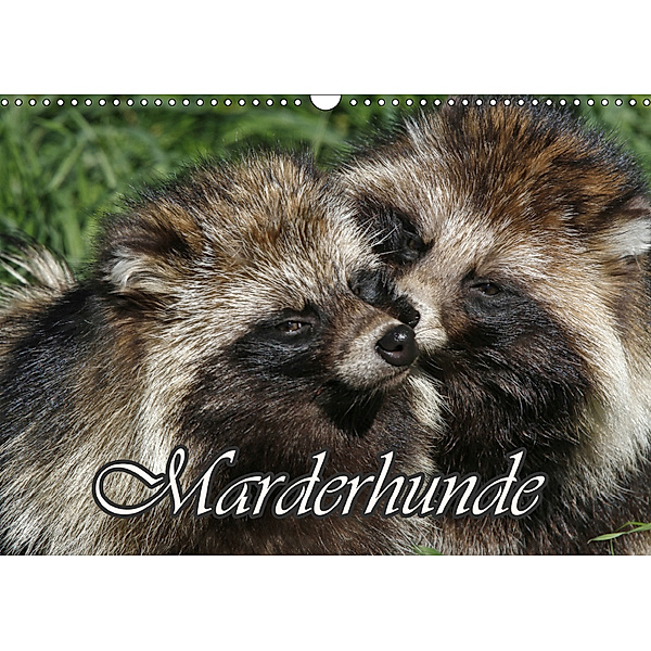 Marderhunde (Wandkalender 2019 DIN A3 quer), Antje Lindert-Rottke