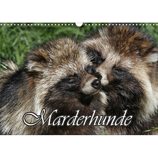 Marderhunde (Wandkalender 2022 DIN A3 quer), Antje Lindert-Rottke