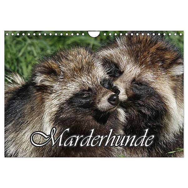 Marderhunde (Wandkalender 2024 DIN A4 quer), CALVENDO Monatskalender, Antje Lindert-Rottke