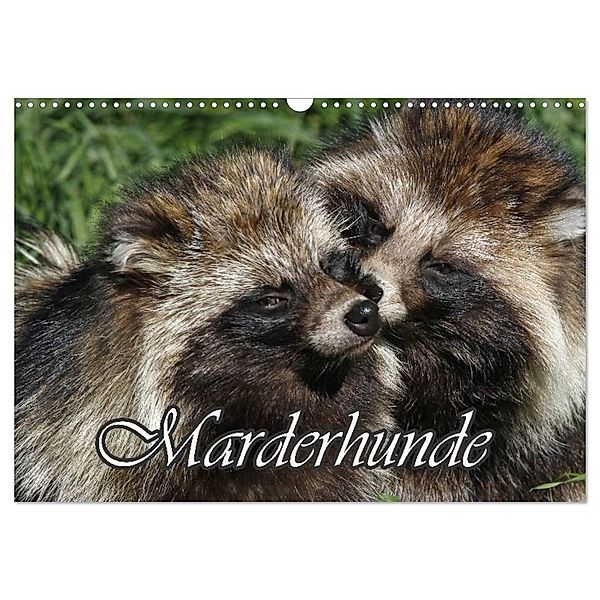 Marderhunde (Wandkalender 2025 DIN A3 quer), CALVENDO Monatskalender, Calvendo, Antje Lindert-Rottke