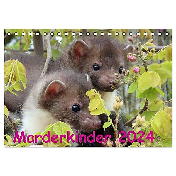 Marderkinder (Tischkalender 2024 DIN A5 quer), CALVENDO Monatskalender, Nixe