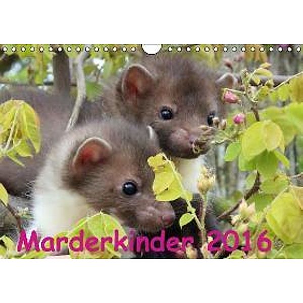 Marderkinder (Wandkalender 2016 DIN A4 quer), Nixe