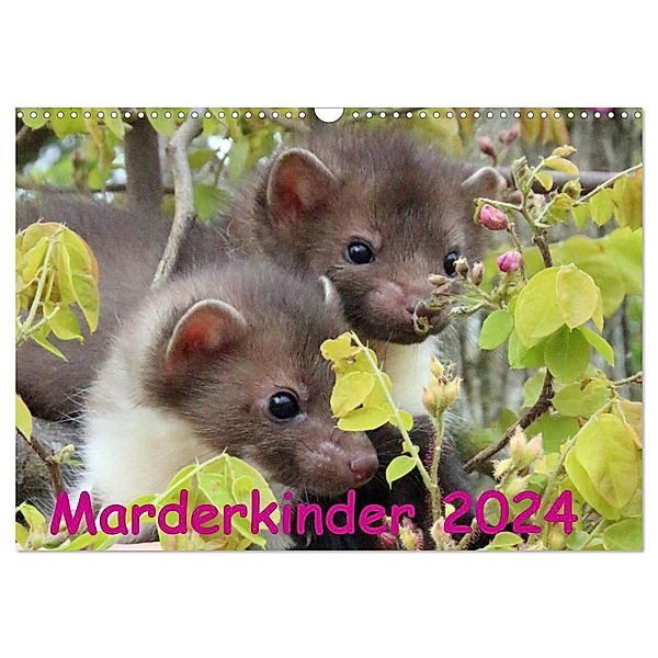 Marderkinder (Wandkalender 2024 DIN A3 quer), CALVENDO Monatskalender, Nixe