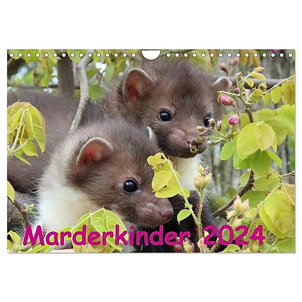 Marderkinder (Wandkalender 2024 DIN A4 quer), CALVENDO Monatskalender, Nixe