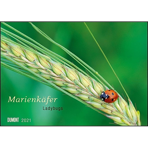 Marienkäfer 2021
