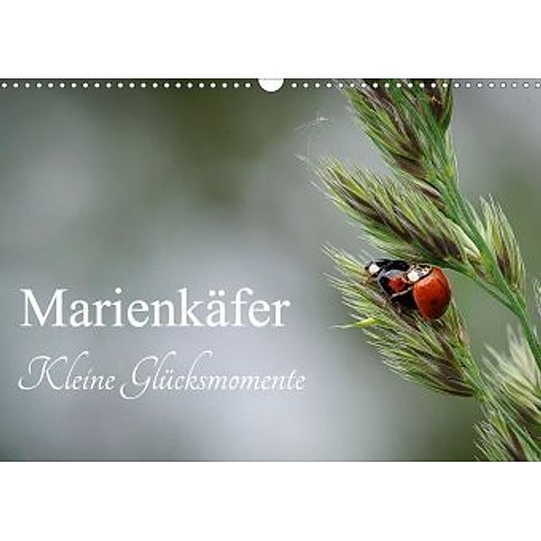 Marienkäfer - kleine Glücksmomente (Wandkalender 2020 DIN A3 quer), Karin Dederichs