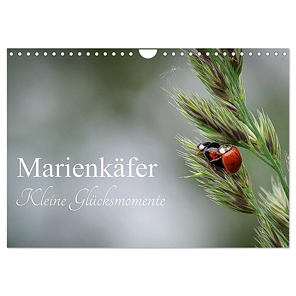 Marienkäfer - kleine Glücksmomente (Wandkalender 2024 DIN A4 quer), CALVENDO Monatskalender, Karin Dederichs