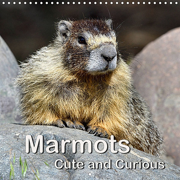 Marmots - Cute and Curious (Wall Calendar 2023 300 × 300 mm Square), Dieter-M. Wilczek