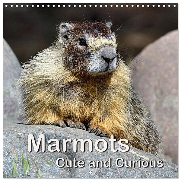 Marmots - Cute and Curious (Wall Calendar 2025 12 × 12 Inch) CALVENDO 12 Month Wall Calendar, Calvendo, Dieter-M. Wilczek