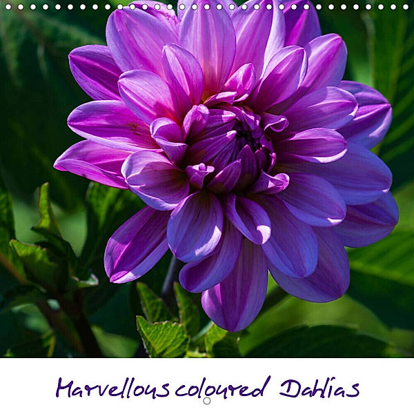 Marvellous coloured Dahlias (Wall Calendar 2023 300 × 300 mm Square), Maren Müller