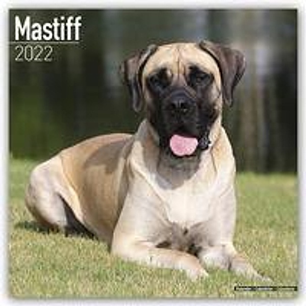 Mastiff 2022 - 16-Monatskalender, Avonside Publishing