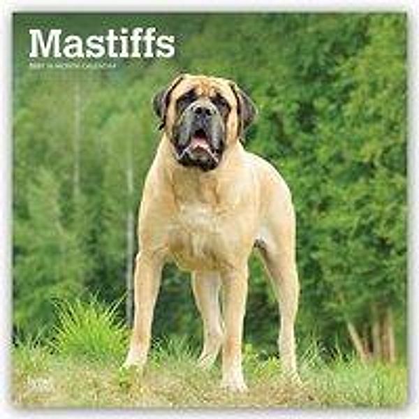 Mastiffs 2021 - 16-Monatskalender mit freier DogDays-App, Mastiffs 2021