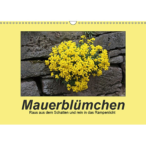 Mauerblümchen - Raus aus dem Schatten und rein in das Rampenlicht (Wandkalender 2019 DIN A3 quer), Angelika Keller