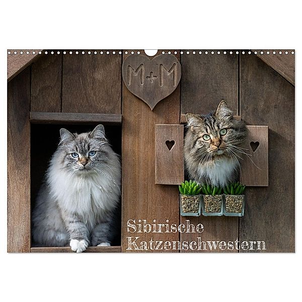 Maui und Molokai - Sibirische Katzenschwestern (Wandkalender 2024 DIN A3 quer), CALVENDO Monatskalender, Peter Danis