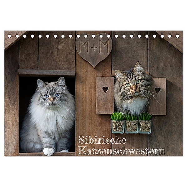 Maui und Molokai - Sibirische Katzenschwestern (Tischkalender 2024 DIN A5 quer), CALVENDO Monatskalender, Peter Danis