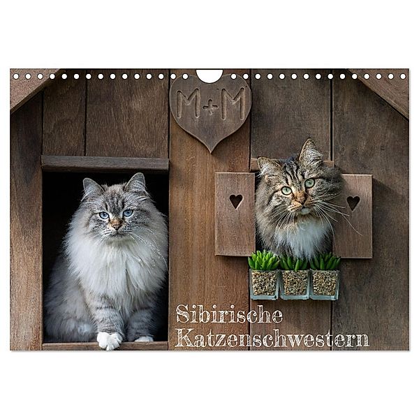 Maui und Molokai - Sibirische Katzenschwestern (Wandkalender 2025 DIN A4 quer), CALVENDO Monatskalender, Calvendo, Peter Danis