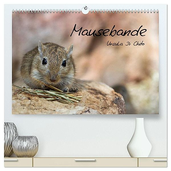 Mausebande (hochwertiger Premium Wandkalender 2024 DIN A2 quer), Kunstdruck in Hochglanz, Ursula Di Chito
