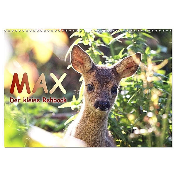 Max, der kleine Rehbock (Wandkalender 2024 DIN A3 quer), CALVENDO Monatskalender, Sabine Löwer