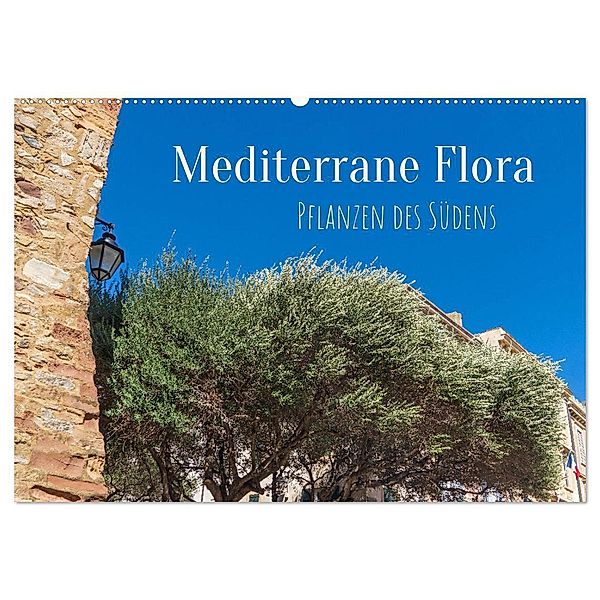 Mediterrane Flora - Pflanzen des Südens (Wandkalender 2024 DIN A2 quer), CALVENDO Monatskalender, Elisabeth Schittenhelm