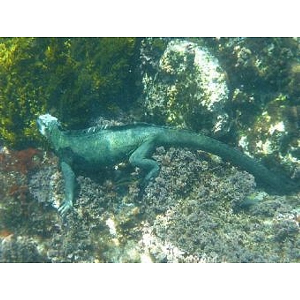 Meerechse Galapagos Iguana - 100 Teile (Puzzle)