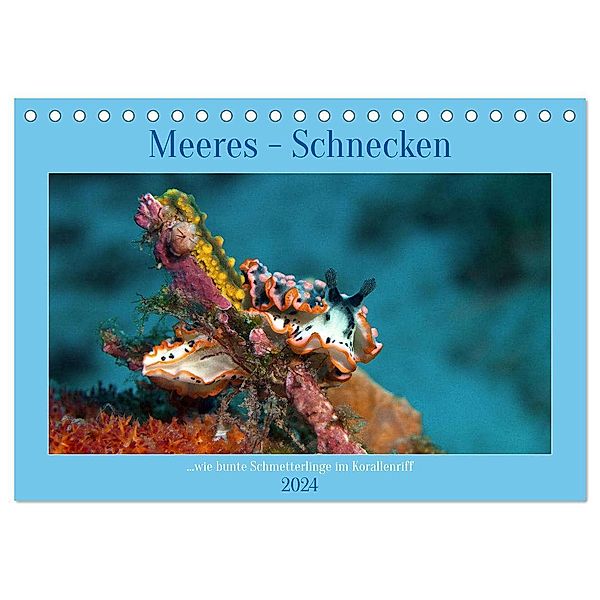 Meeres-Schnecken (Tischkalender 2024 DIN A5 quer), CALVENDO Monatskalender, Calvendo, Ute Niemann