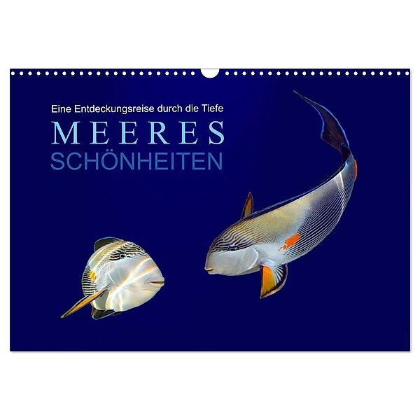 Meeres Schönheiten (Wandkalender 2025 DIN A3 quer), CALVENDO Monatskalender, Calvendo, Tina Melz