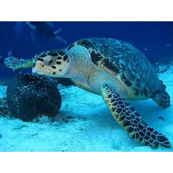 Meeresschildkröte - 1.000 Teile (Puzzle)