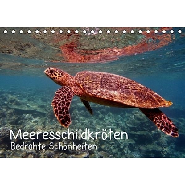 Meeresschildkröten - Bedrohte Schönheiten (Tischkalender 2016 DIN A5 quer), Andrea Hess
