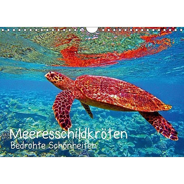 Meeresschildkröten - Bedrohte Schönheiten (Wandkalender 2017 DIN A4 quer), Andrea Hess