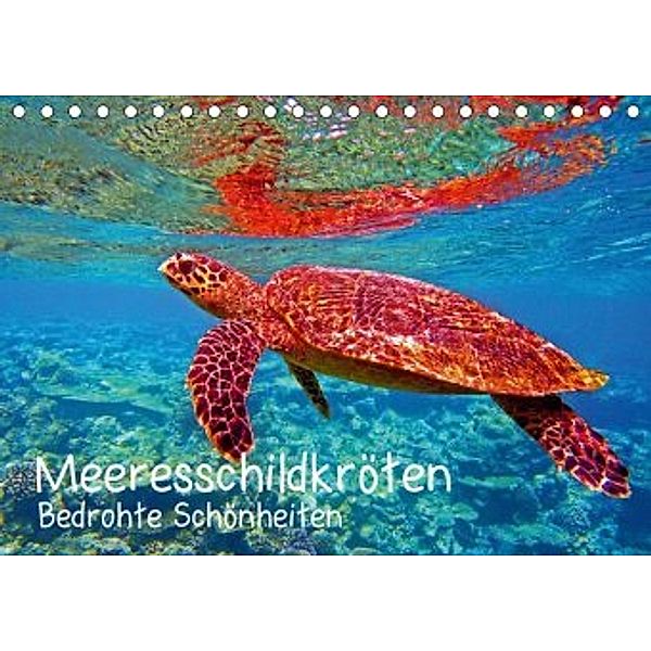 Meeresschildkröten - Bedrohte Schönheiten (Tischkalender 2020 DIN A5 quer), Andrea Hess