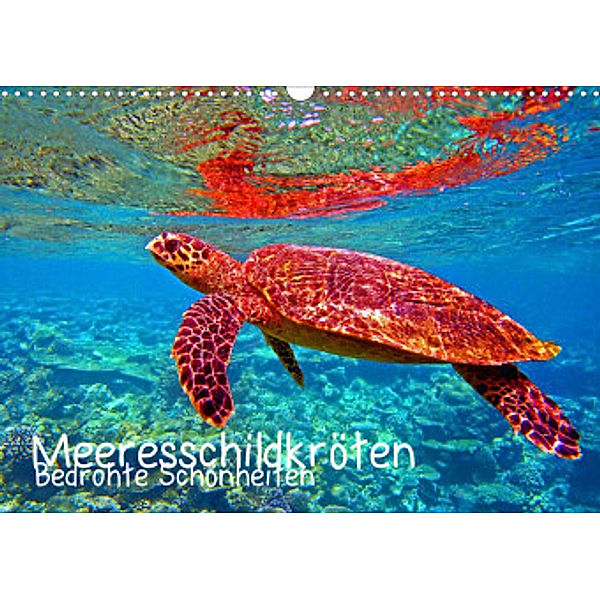Meeresschildkröten - Bedrohte Schönheiten (Wandkalender 2022 DIN A3 quer), Andrea Heß